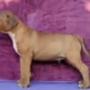 Standard Bull Terrier puppies photo 4