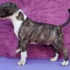 Standard Bull Terrier puppies photo 5