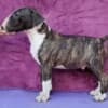 Standard Bull Terrier puppies photo 6