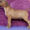 Standard Bull Terrier puppies photo 7