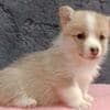 Pembroke Welsh Corgi puppies photo 1