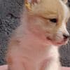 Pembroke Welsh Corgi puppies photo 2