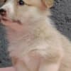 Pembroke Welsh Corgi puppies photo 5