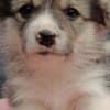 Pembroke Welsh Corgi puppies photo 6