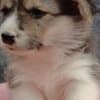 Pembroke Welsh Corgi puppies photo 7