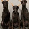Doberman photo 1