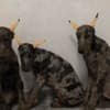 Doberman photo 2
