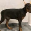 Doberman photo 3