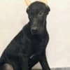 Doberman photo 4