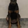 Doberman photo 6
