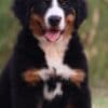Bernese Mountain Dog puppies photo 1