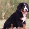 Bernese Mountain Dog puppies photo 2