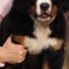 Bernese Mountain Dog puppies photo 3