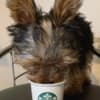 Yorkie p photo 1