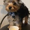 Yorkie p photo 2