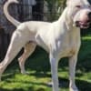Dogo Argentino puppies photo 1