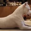 Dogo Argentino puppies photo 2