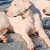 Dogo Argentino puppies photo 3