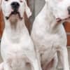 Dogo Argentino puppies photo 4
