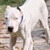 Dogo Argentino puppies photo 5