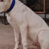 Dogo Argentino puppies photo 6