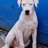 Dogo Argentino puppies photo 7