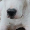Dogo Argentino puppies photo 8