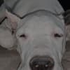 Dogo Argentino puppies photo 11