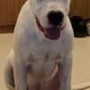Dogo Argentino puppies photo 12