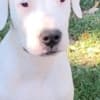 Dogo Argentino puppies photo 13