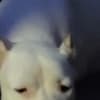 Dogo Argentino puppies photo 14