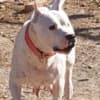 Dogo Argentino puppies photo 15
