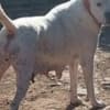 Dogo Argentino puppies photo 16
