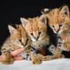 Serval photo 1
