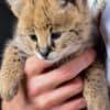 Serval photo 2