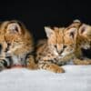 Serval photo 3