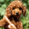 Miniature Poodle  puppies photo 1