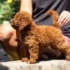 Miniature Poodle  puppies photo 2