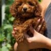 Miniature Poodle  puppies photo 3