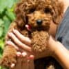 Miniature Poodle  puppies photo 4
