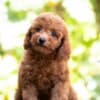 Miniature Poodle  puppies photo 5
