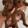 Miniature Poodle  puppies photo 6