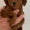 Miniature Poodle  puppies photo 7