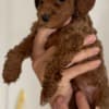 Miniature Poodle  puppies photo 8