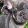 French bulldog puppy for sale photo 1
