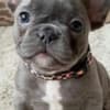French bulldog puppy for sale photo 2