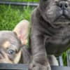 French bulldog puppy for sale photo 3