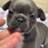 French bulldog puppy for sale photo 4