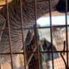 African grey parrot photo 1