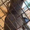 African grey parrot photo 2